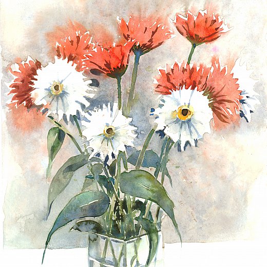 Gerbera