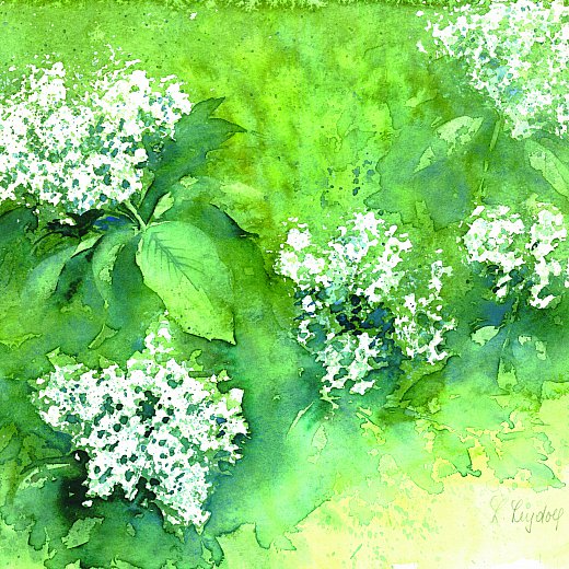 Hollerblüten
